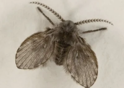 Mosca de la fosa séptica