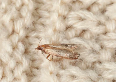 Polilla de la ropa