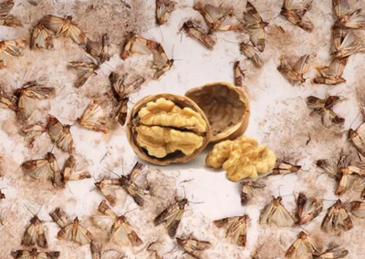 Polilla de los frutos secos