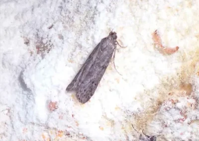 Polilla de la harina